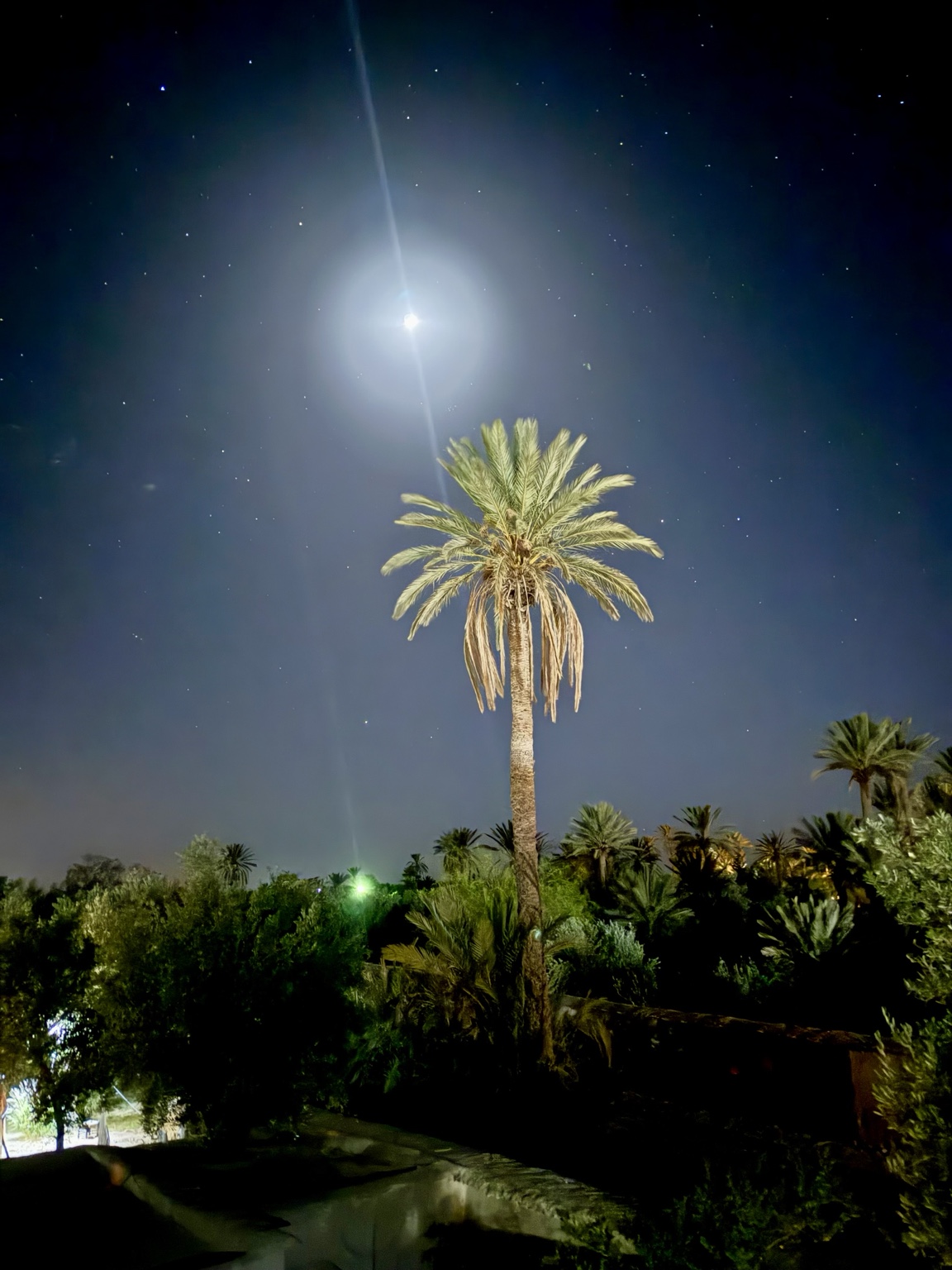 A moonlit palm rising into a star-filled Moroccan night