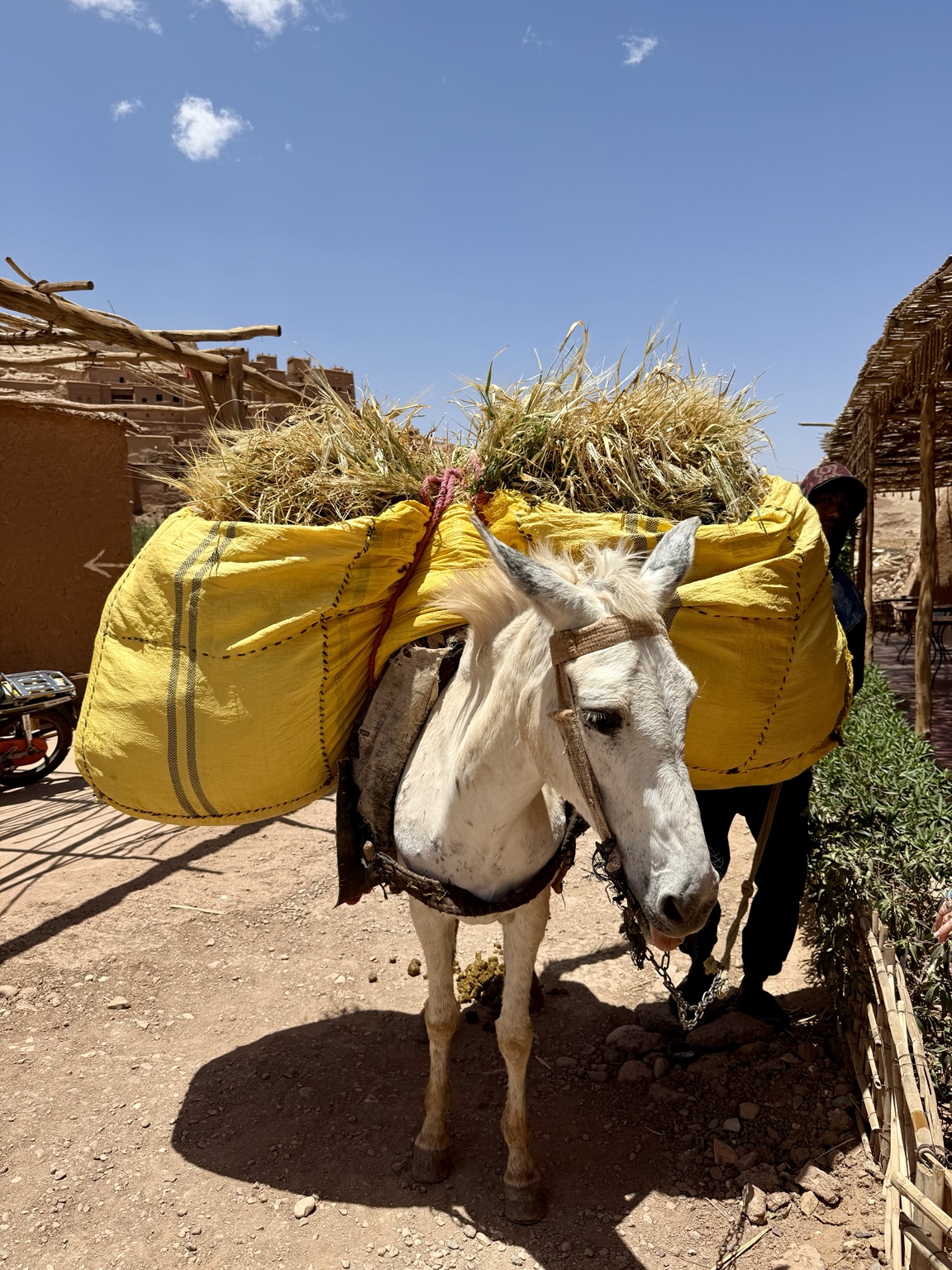 A white donkey carrying bright yellow bundles along a sunlit road in Morocco