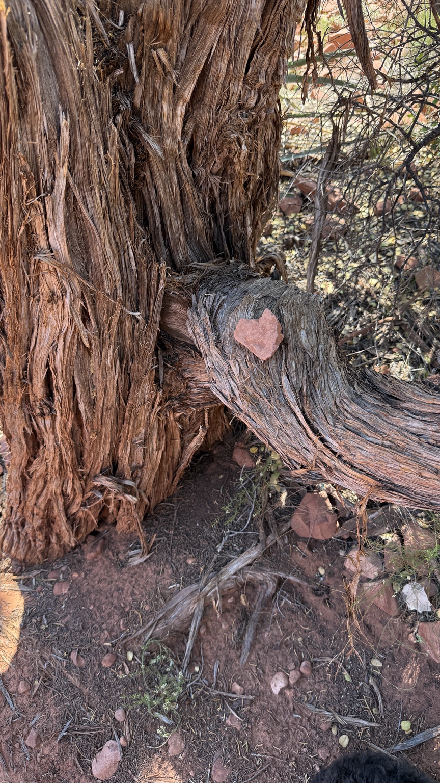 A heart-shaped stone resting on a weathered tree trunk