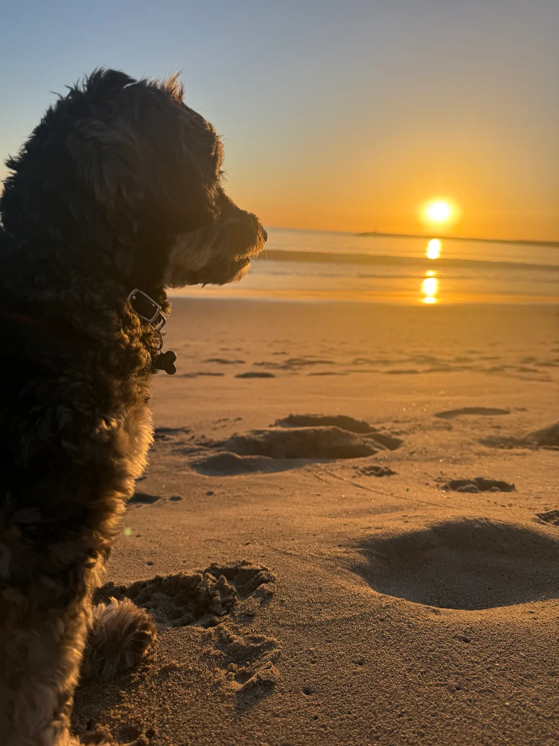 Nippet looking toward the ocean at sunset