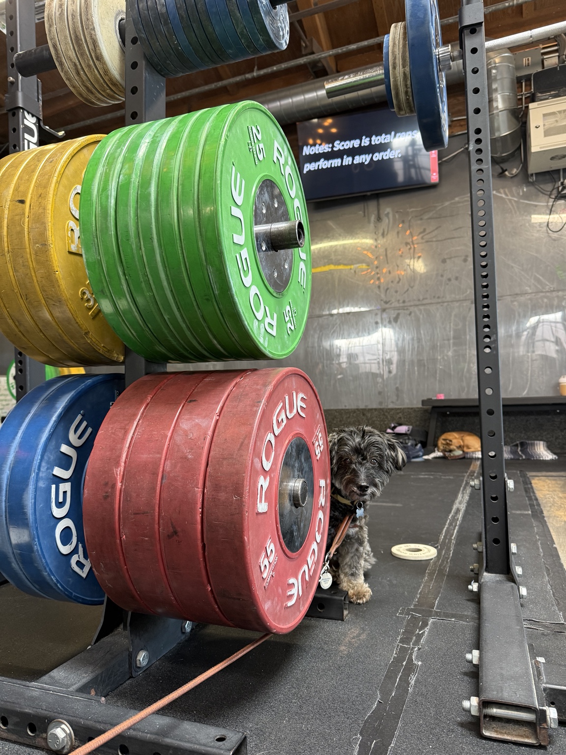 A small dog peeking from behind colorful weight plates in a gym
