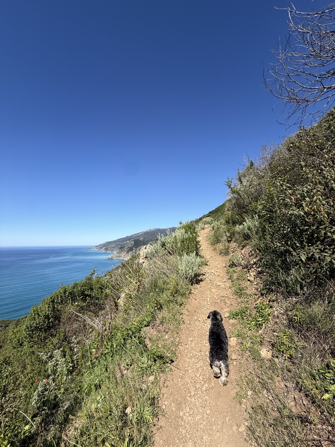 Nippet leading the way along a coastal hiking trail above the ocean