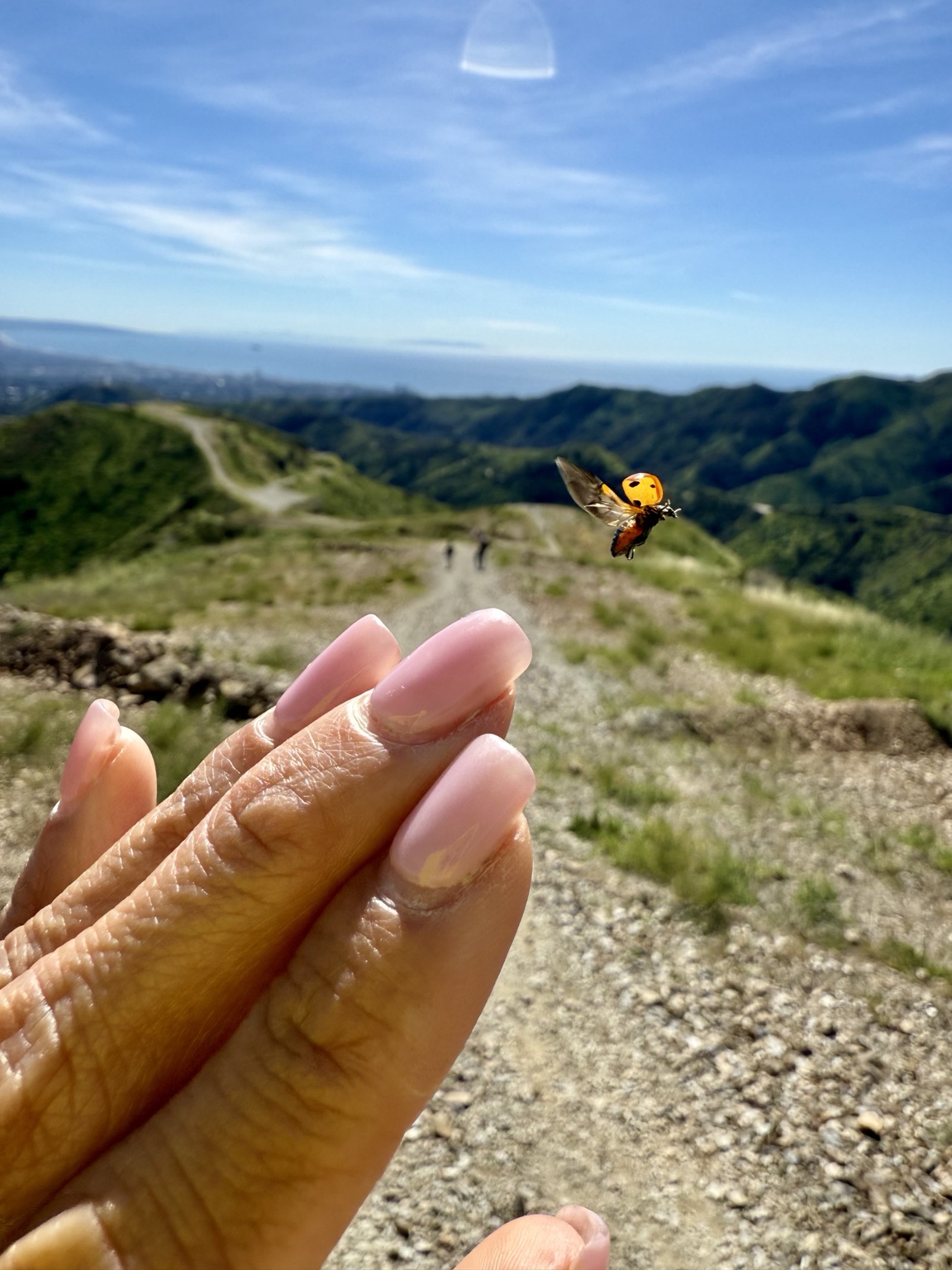 A ladybug taking flight from an outstretched hand on a mountain trail