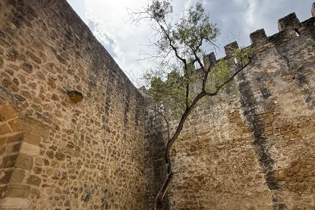 A slender tree grows within weathered stone walls beneath an open sky